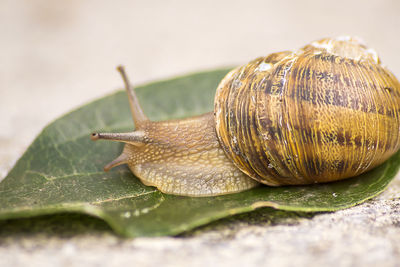 Close-up of snail on leaf