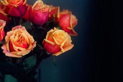 Close-up of rose bouquet against black background