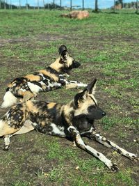 View of two cats on field