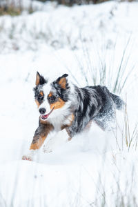 Portrait of dog on snow