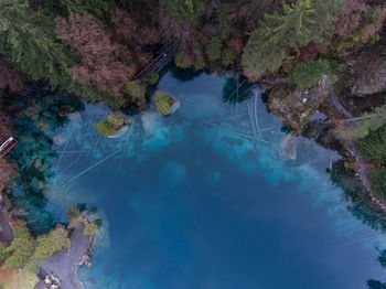 High angle view of trees in water