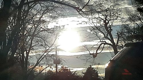 tree