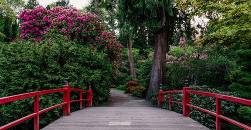 Footpath amidst plants and trees in park