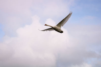Low angle view of flying swan 