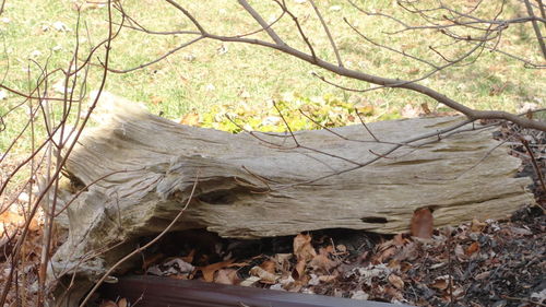 Close-up of bare tree in forest