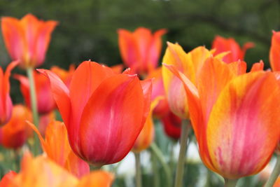 Close-up of red tulips