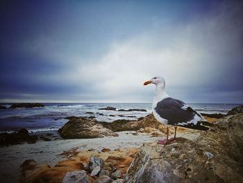 Seagull perching on rock by sea against sky