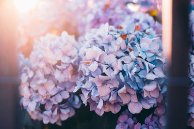 Close-up of pink hydrangea flowers