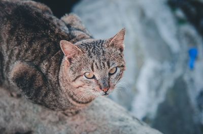 Close-up portrait of a cat