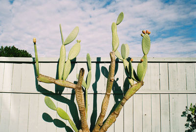 View of plants against cloudy sky