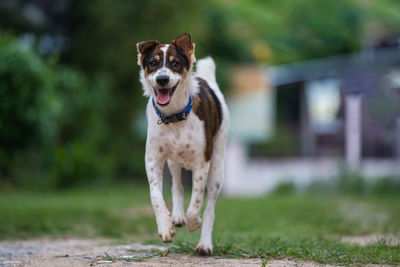 Portrait of dog running