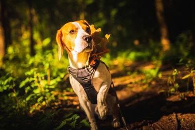 Dog looking away in forest