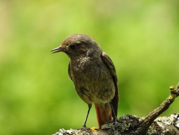 Close-up of bird perching on branch