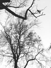 Low angle view of bare tree against clear sky
