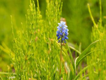 Close-up of purple flower blooming in field