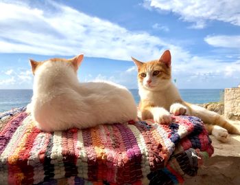 Portrait of cat relaxing by sea against sky