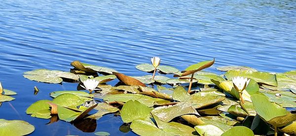 High angle view of leaves in lake