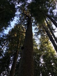 Low angle view of trees in forest