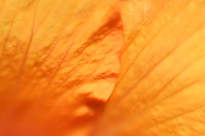 Macro shot of yellow flower