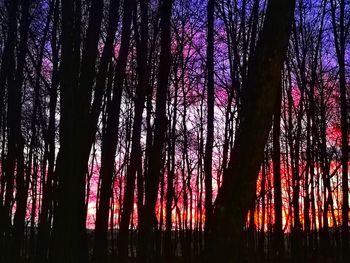 Silhouette trees in forest against sky at sunset