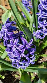 Close-up of purple flowers blooming outdoors