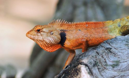 Close-up of lizard on rock