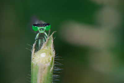 Close-up of insect