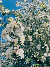 Close-up of white cherry blossoms in spring
