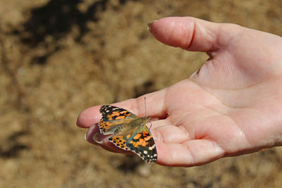 Close-up of hand holding butterfly