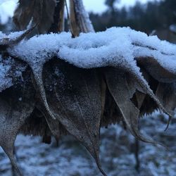 Close-up of snow covered tree