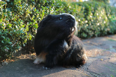 Black dog looking away