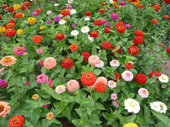 Flowers blooming on field