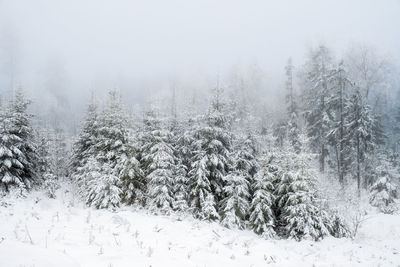 Coniferous forest in fog and snow in winter