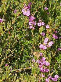 Close-up of pink flowering plants