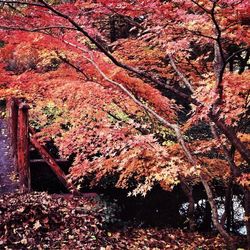 Trees in a forest