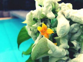 Close-up of yellow flowers blooming outdoors