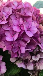 Close-up of pink flower