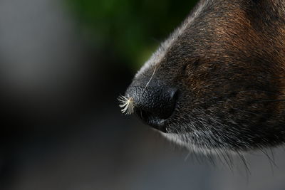 Close-up of dog's nose