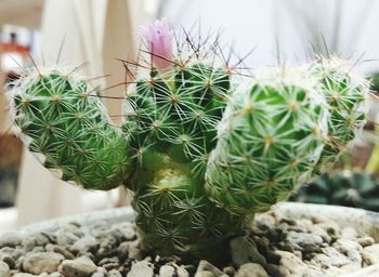 Close-up of cactus plant