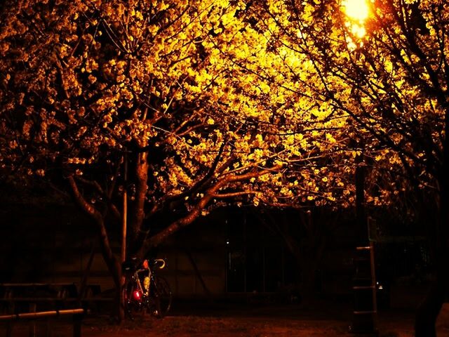 tree, branch, illuminated, sunset, growth, night, street light, silhouette, nature, built structure, orange color, sunlight, building exterior, outdoors, lighting equipment, beauty in nature, no people, architecture, tranquility, sun