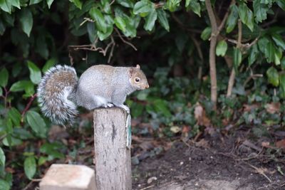 Close-up of squirrel on plant