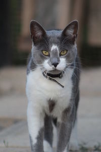 Close-up portrait of cat