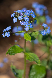 Black chokeberry, aronia melanocarpa