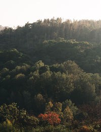 High angle view of trees in forest against sky