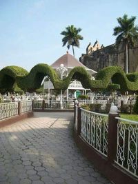Palm trees on footpath