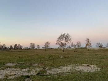 Trees on field against clear sky