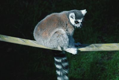 Ring-tailed lemur on railing over field