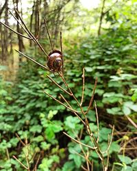 Close-up of snail on plant