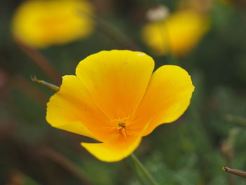 Close-up of yellow flower blooming outdoors