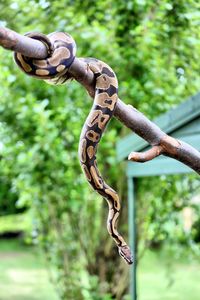 Low angle view of snake on branch